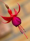 314 Fuschia.