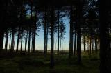 Tentsmuir Forrest