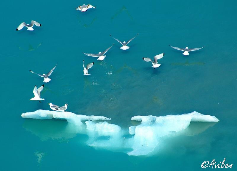 Ice Birds - Glacier Bay 02.jpg