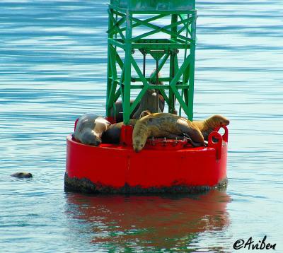 v3/04/427904/3/45972831.SeaLions.jpg