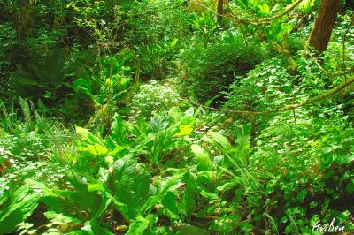 Ferns 03.jpg