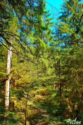 Rain Forest 04.jpg
