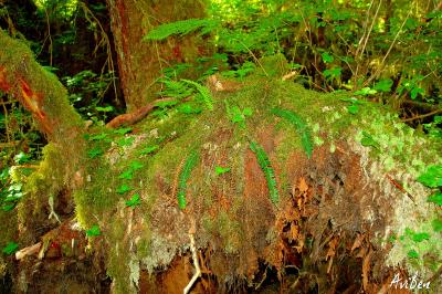 Rain Forest 05.jpg