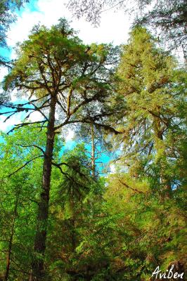 Rain Forest 06.jpg