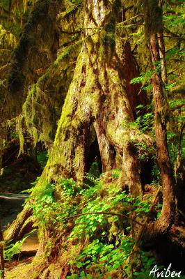 Rain Forest 14.jpg