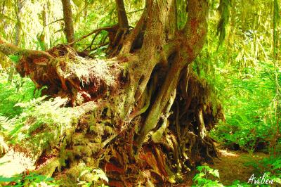 Rain Forest 19.jpg