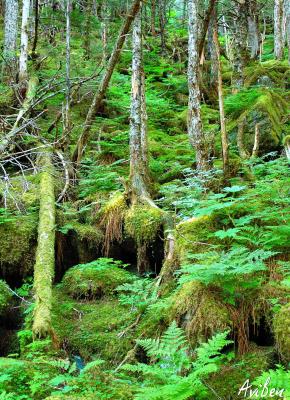 Rain Forest 22.jpg