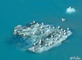 Ice Birds - Glacier Bay 01.jpg