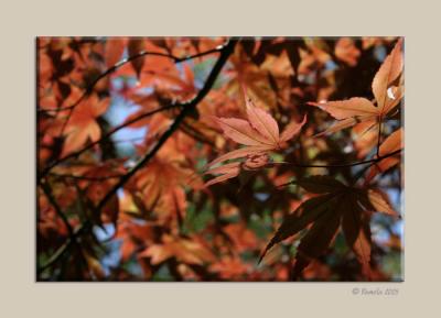 Japanese Maple