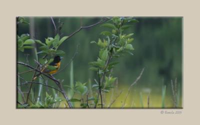 Oriole