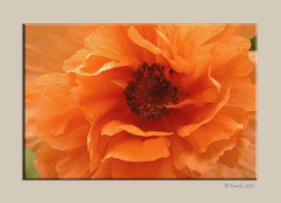 Poppy