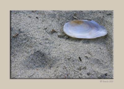 Shell