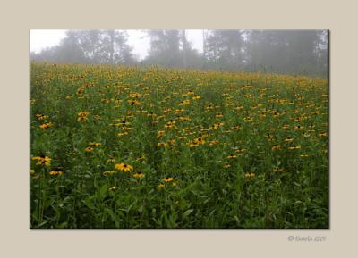 Acres of Black-eyed Susans