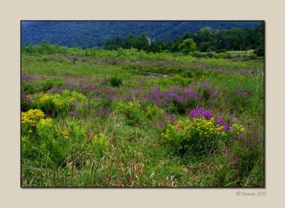 Summer Field