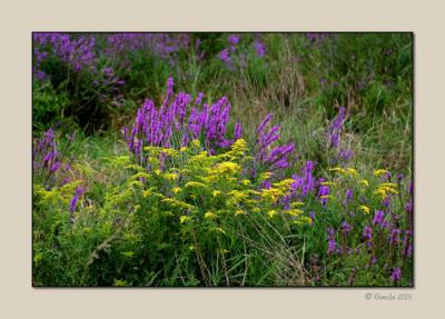 Summer Field Closeup