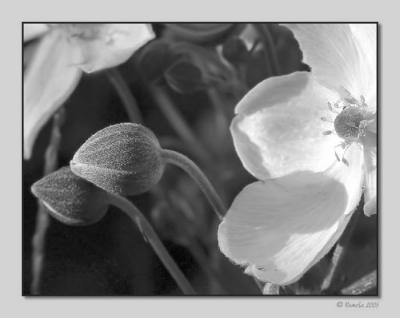 Anemone B&W
