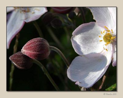 Anemone