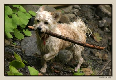 Bark Softly and Carry a Big Stick