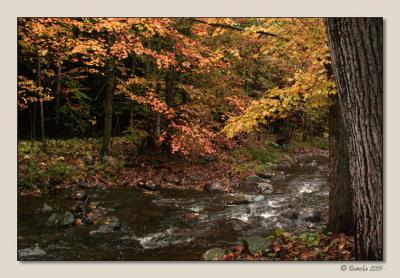 Autumn Color