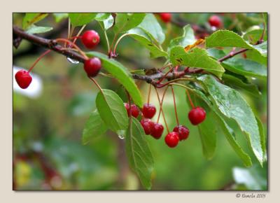 Crab Apples ~ Rensselaerville, NY
