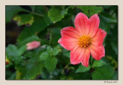 Damp Dahlia ~ Rensselaerville, NY