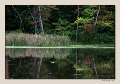 Grasses Reflected