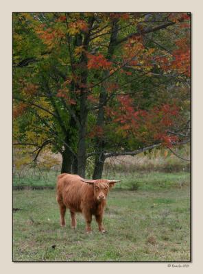 Highland Dude