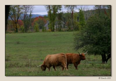 Highland Duo