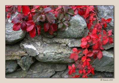Creeper on a Wall