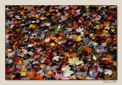 Leaves on the Trail ~ Rensselaerville, NY