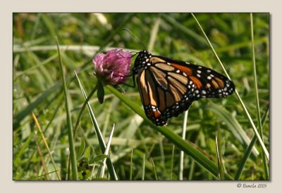 Monarch