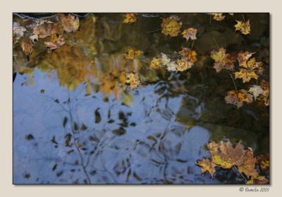 Nature's Artistry