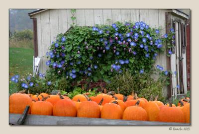 v3/04/447104/3/50751505.PumpkinsMorningGlories.jpg