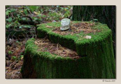 Woodland Still Life