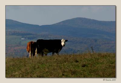 The Hills are Alive....