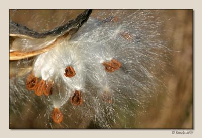 Milkweed Explosion