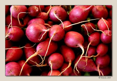 Radishes ~ Rensselaerville, NY