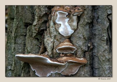 Winter Mushrooms ~ Rensselaerville, NY