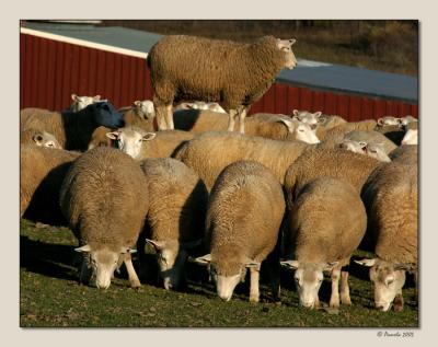 King of the Hill ~ Rensselaerville, NY