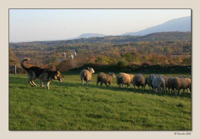 Working Dog ~ Rensselaerville, NY