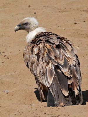 v3/04/451004/3/49528041.GriffinVulture01.jpg