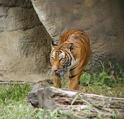 Cincinnati Zoo