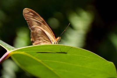 Krohn Conservatory Butterfly Exhibit Photo Contest