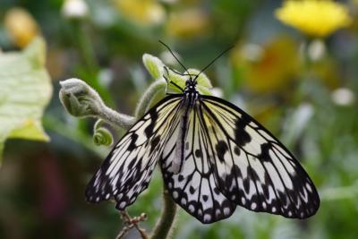 Krohn Conservatory Butterfly Exhibit Photo Contest