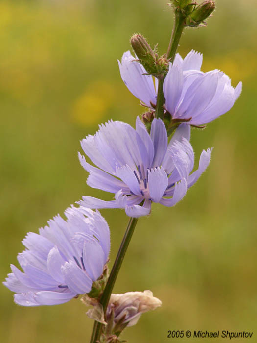 Chicory in line
