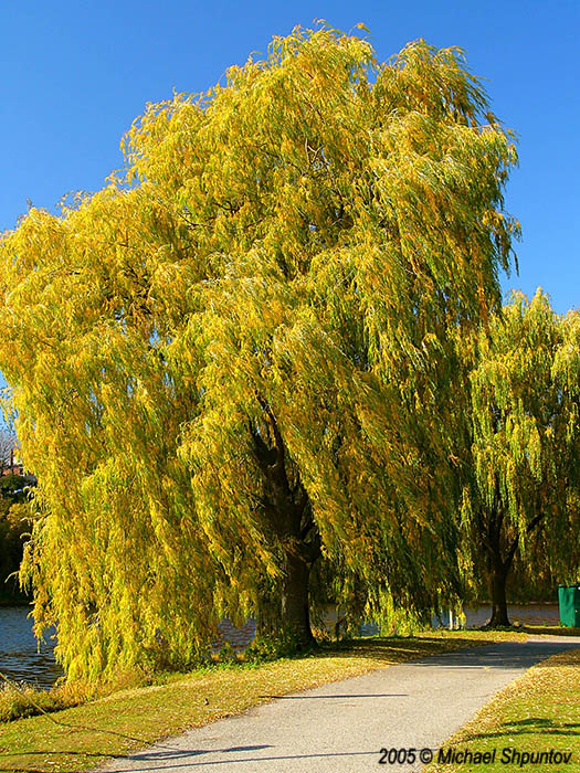 Sunlit Tree - High Park, Toronto