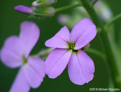 Dame's Rocket - Hesperis matronalis