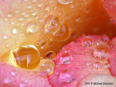 Droplets Between  Rose Petals