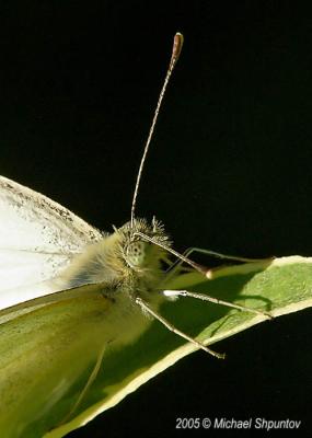 Cabbage White