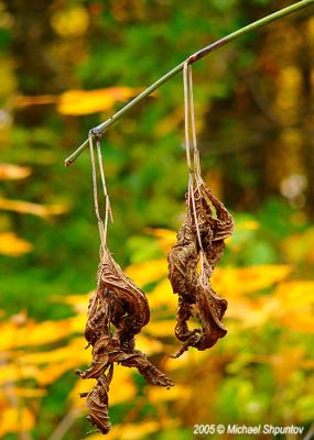 Autumn Leaves Fallen Leafs